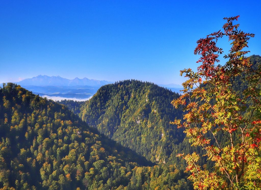 Sokolica jesienią - widok na Tatry