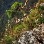 Sosna na Sokolicy po wypadku w Pieninach