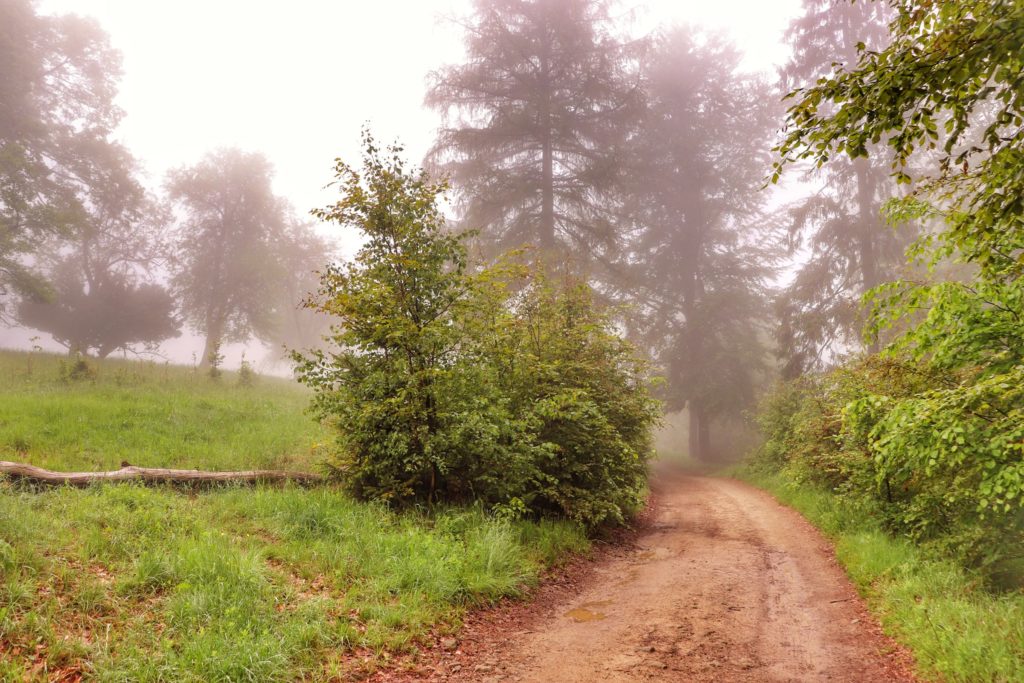 Szeroka droga leśna, mgła
