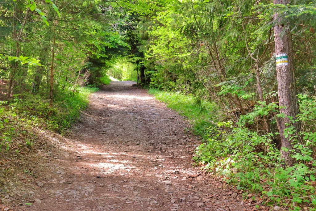 Szeroka leśna droga na żółto - zielonym szlaku w Krościenku