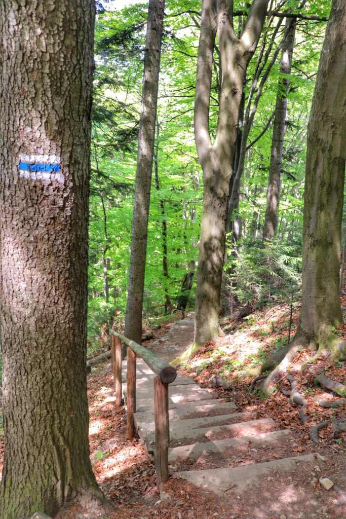 Szlak niebieski idący obok Zamku Pieniny zaznaczony na drzewie, strome, drewniane schody na szlaku niebieskim