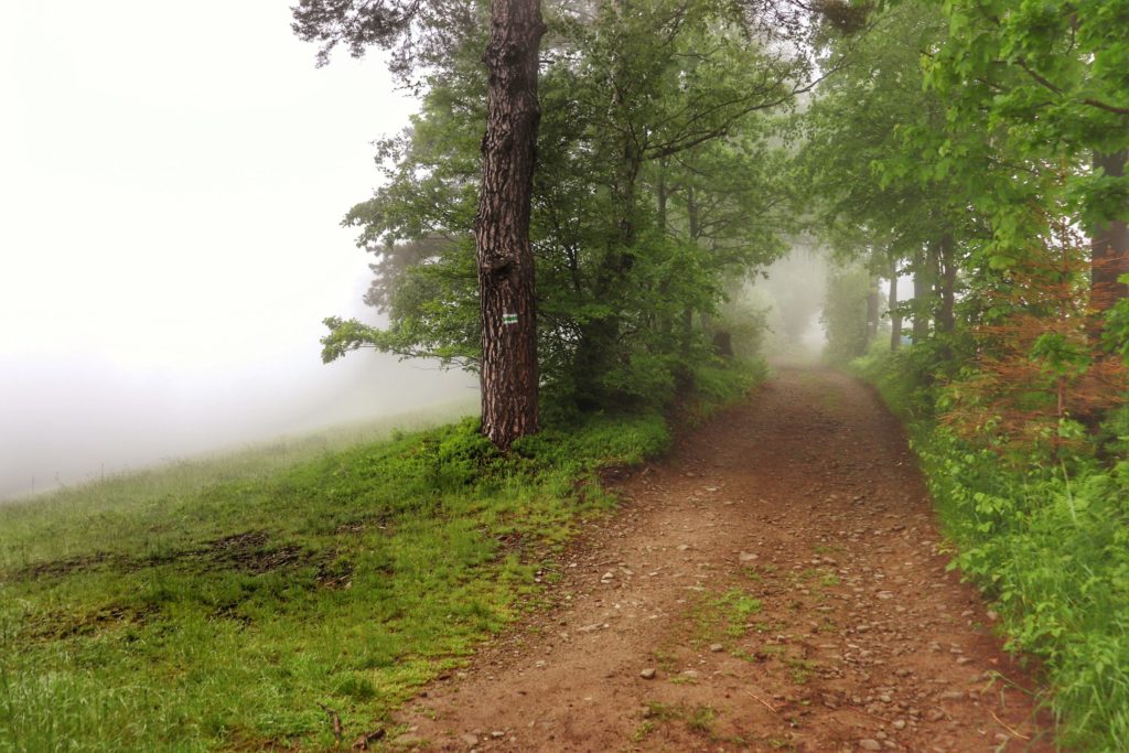 Utwardzona ścieżka na zielonym szlaku, Brenna, mgła