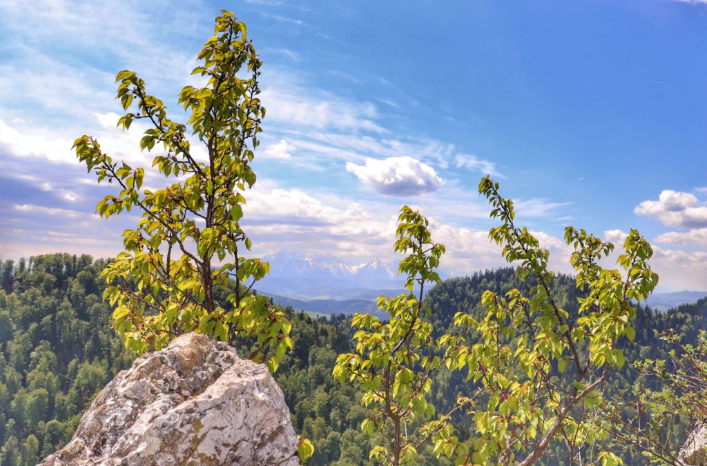 Widok z Sokolicy na Tatry, skały, drzewa