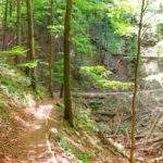 Wąska ścieżka leśna skręcająca w prawo