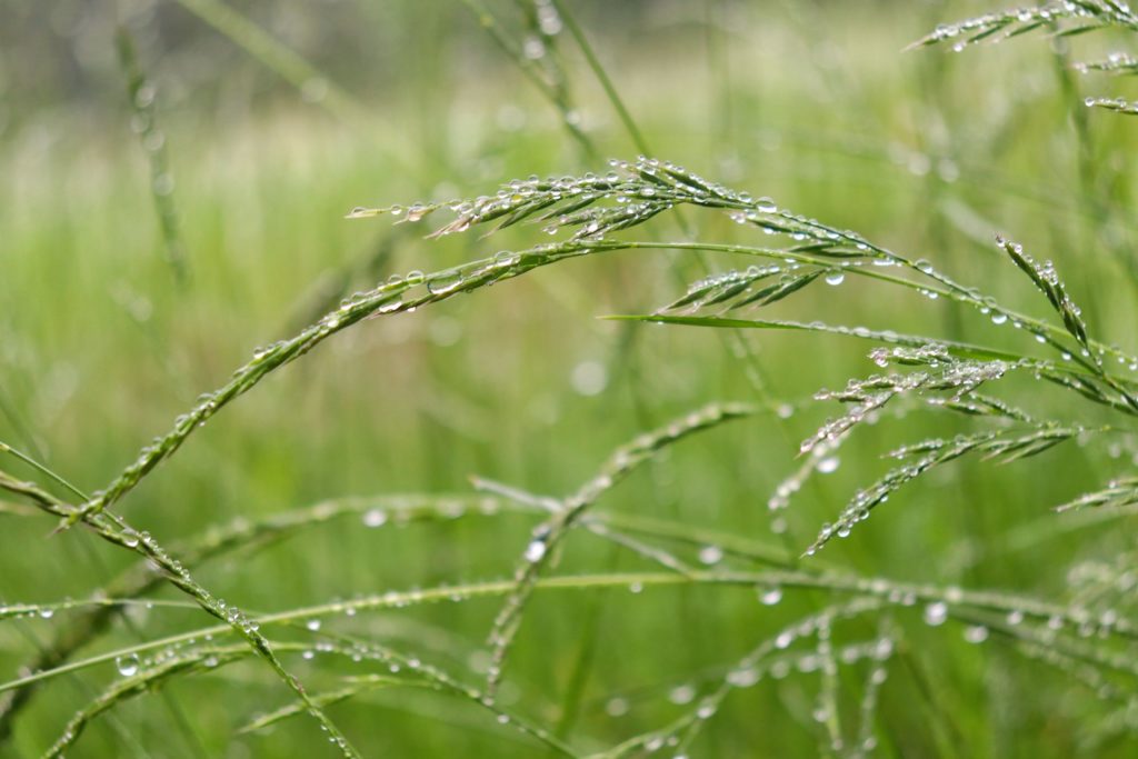 polana, mokra od deszczu trawa