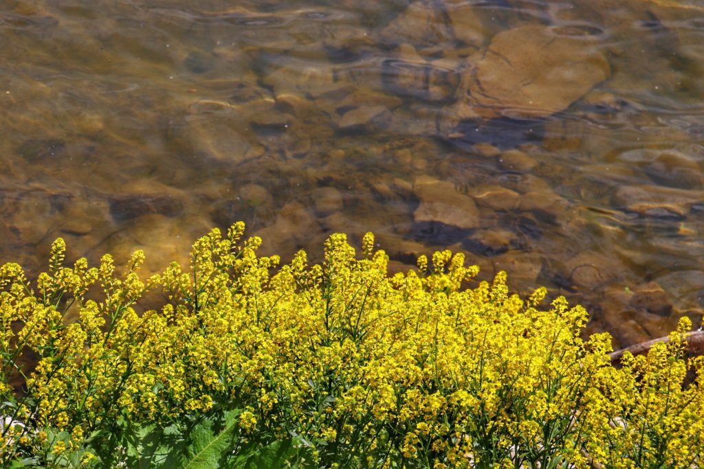 Żółte kwiaty rosnące przy Dunajcu w Krościenku