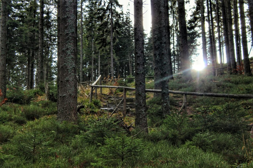Gęsty las, schody, drewniana barierka, słońce przebijające się przez drzewa