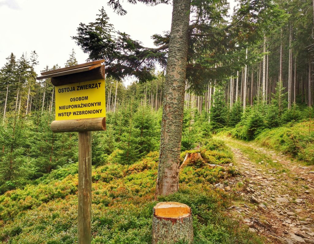 Las, żółta tabliczka z napisem nieupoważnionym wstęp wzbroniony - ostoja zwierząt