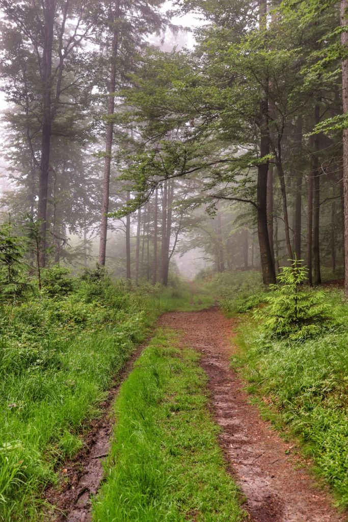 Leśna ścieżka w Beskidzie Małym, mgła