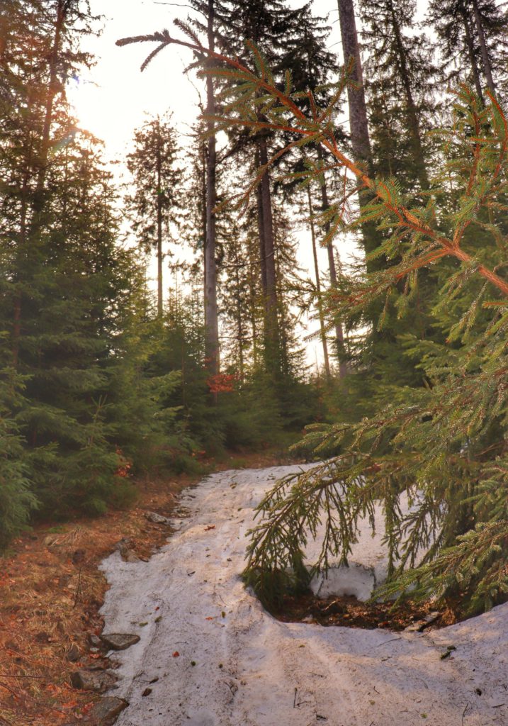 Leśna ścieżka, na której zalegają resztki śniegu