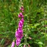 Naparstnica purpurowa (różowa)