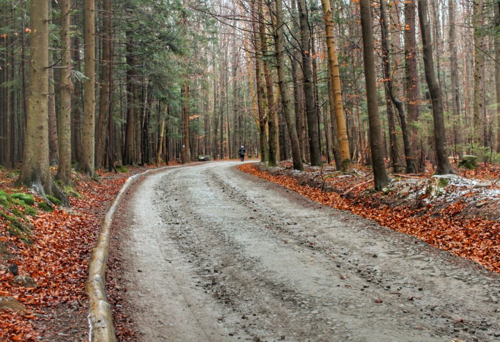 Szeroka, leśna droga na zielonym szlaku - Zawoja Markowe