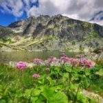 Widok na Gerlach z brzegu Batyżowieckiego Stawu, roślina kwitnąca na różowo - Miłosna górska