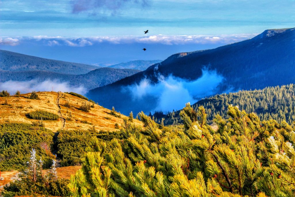Widok w kierunku szczytu Babia Góra ze szlaku prowadzącego na Małą Babią Górę, kosodrzewina, mgła, chmury