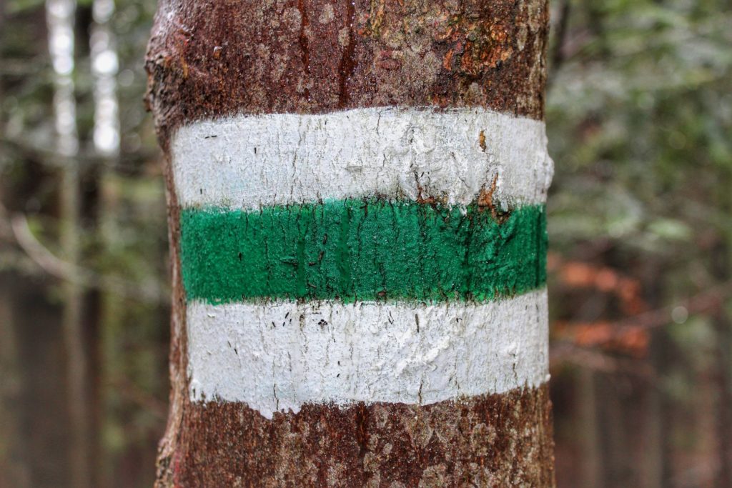 Znak zielonego szlaku turystycznego PTTK namalowany na drzewie