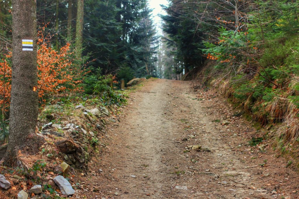 Żółto - czarny szlak prowadzący do Przełęczy u Panienki, szeroka, leśna droga