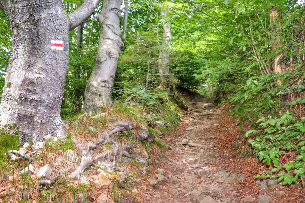 Dość wąska, kamienisto - skalna ścieżka prowadząca przez las na czerwonym szlaku za Polaną Kretówki