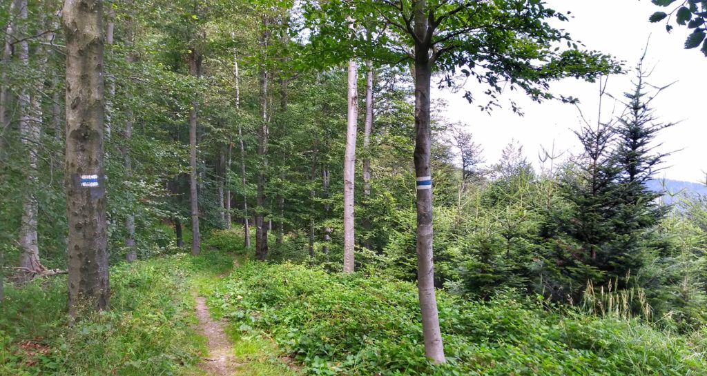 Droga leśna, szlak niebieski na Makowicę w Beskidzie Sądeckim