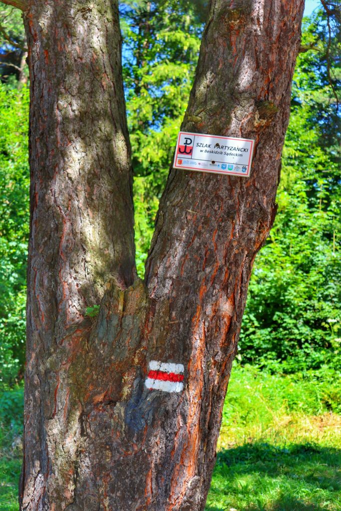 Drzewo z oznaczeniem czerwonego szlaku w miejscowości Rytro oraz biała tabliczka z napisem Partyzancki szlak w Beskidzie Sądeckim