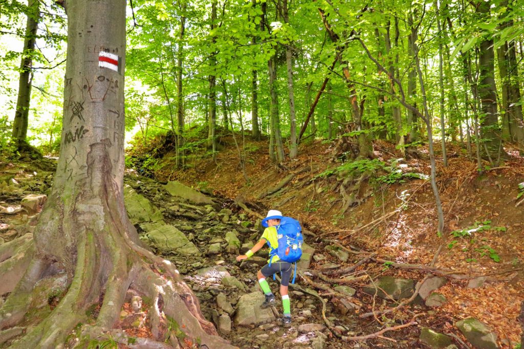 Dziecko idące stromo w górę po kamienistej, szerokiej drodze leśnej, szlak czerwony Rytro