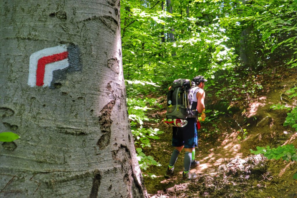 Oznaczenie szlaku czerwonego idącego z Rytro na drzewie, w tle turysta