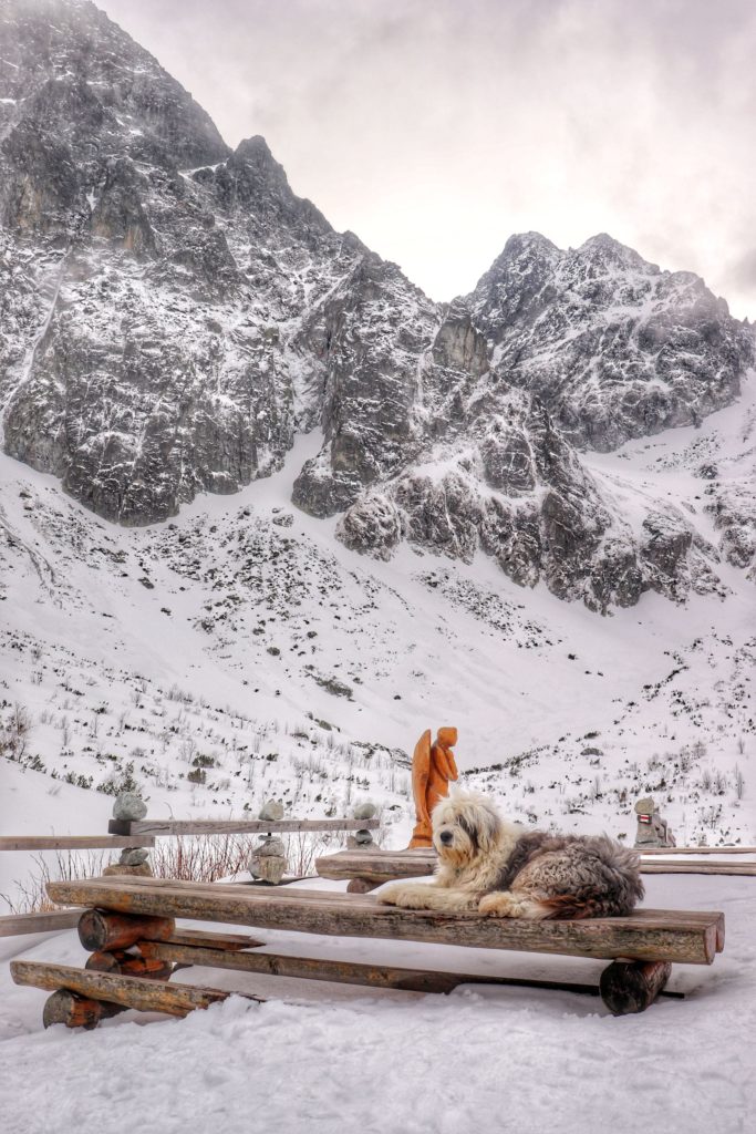Piesek leżący na drewnianym stole przy Schronisku nad Zielonym Stawem Kieżmarskim, zima, zaśnieżone szczyty Tatrzańskie