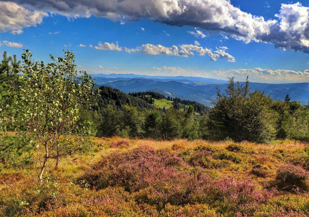 Hala Pisana szlak ze Schroniska Cyrla, Beskid Sądecki