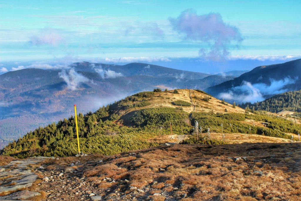 Widok z Małej Babiej Góry w stronę Przełęczy Brona oraz Babiej Góry, kosodrzewina, żółta trawa