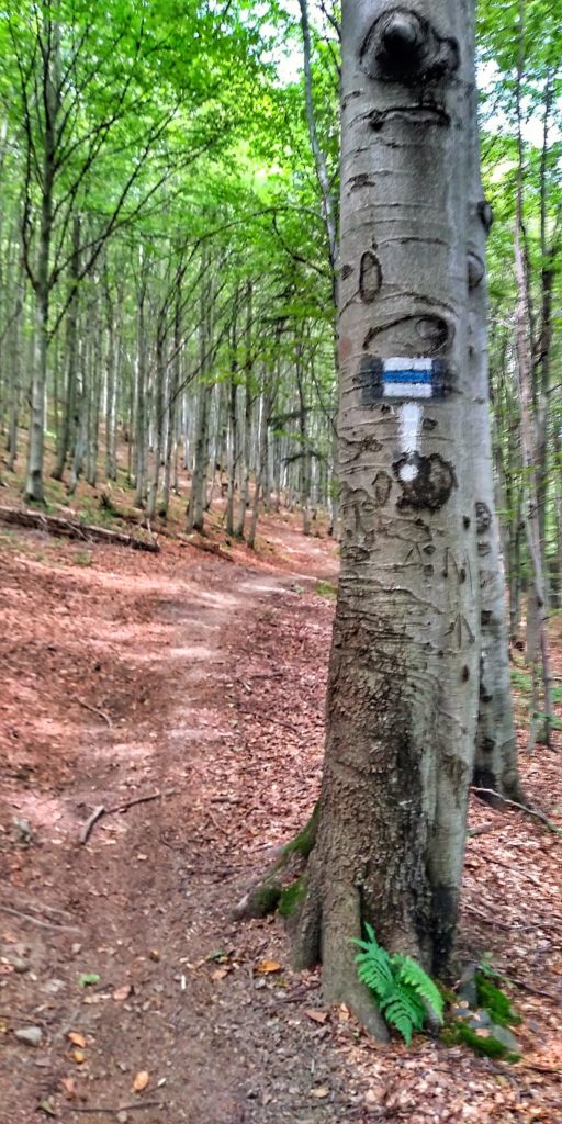 Wykrzyknik na drzewie informujący o skręcie szlaku niebieskiego na Makowicę w prawo