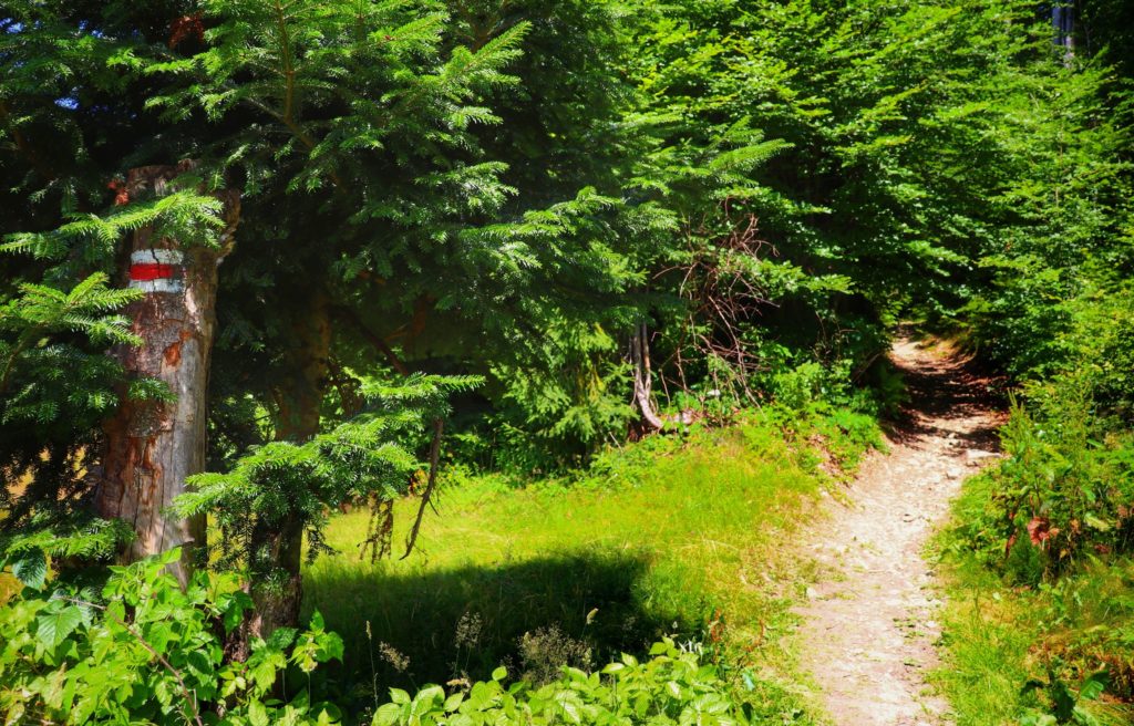 Wąska ścieżka leśna na czerwonym szlaku prowadzącym do schroniska Cyrla leżącego pod Makowicą, słoneczny, letni dzień