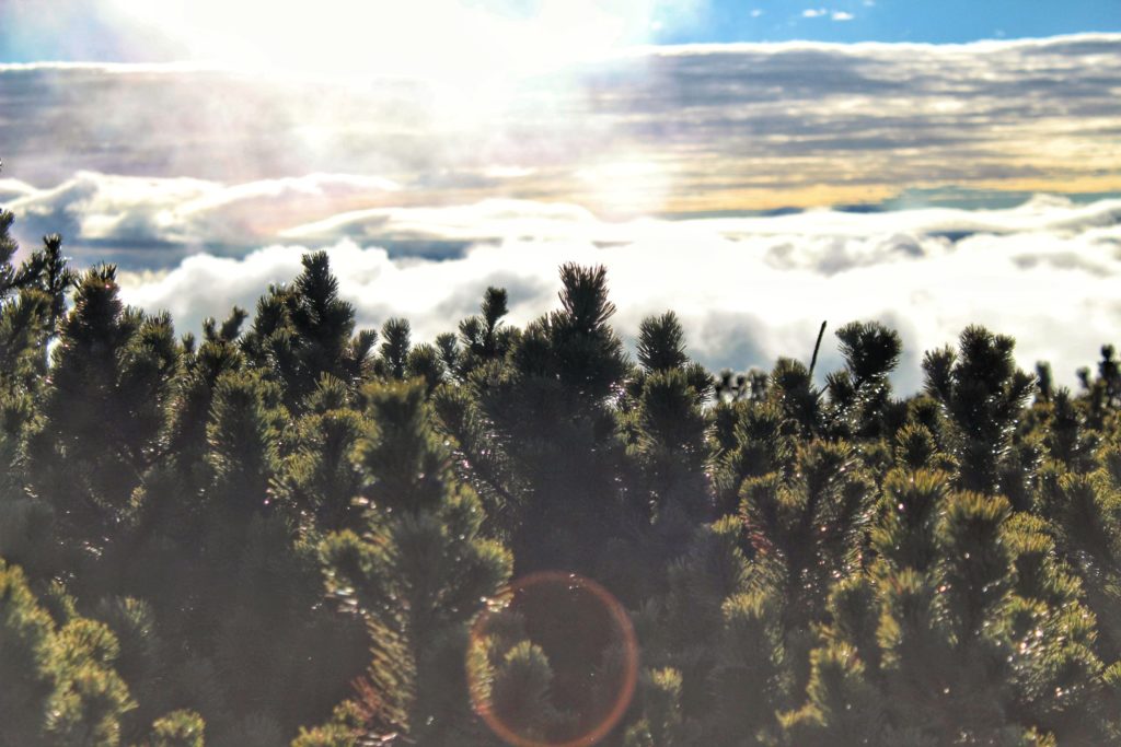 Zielona kosodrzewina, morze chmur, kolorowe niebo - Mała Babia Góra w Beskidzie Żywieckim