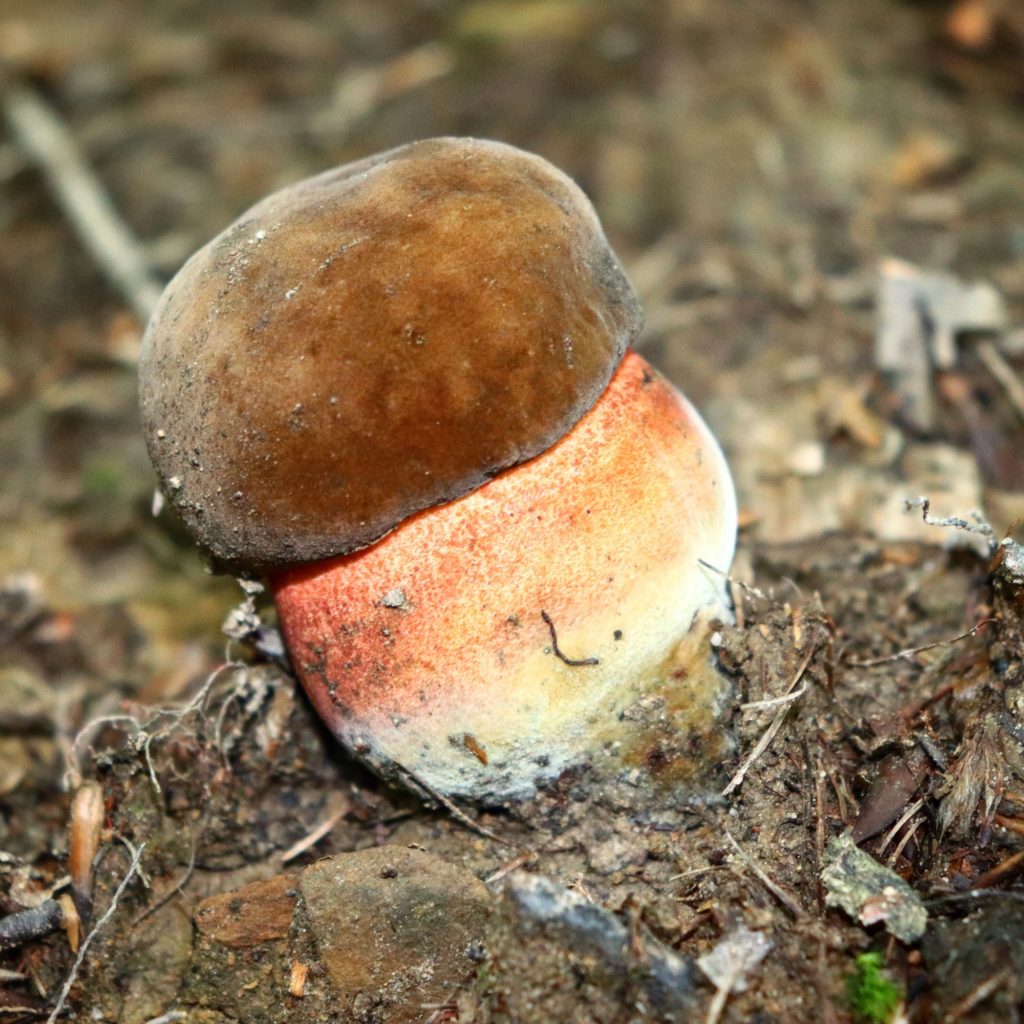 Mały borowik ceglastopory, las, Beskid Sądecki