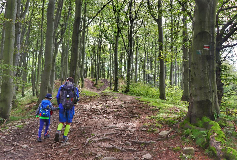 Mężczyzna z dzieckiem na czerwonym szlaku w Beskidzie Sądeckim idącym w stronę Hali Pisanej, las