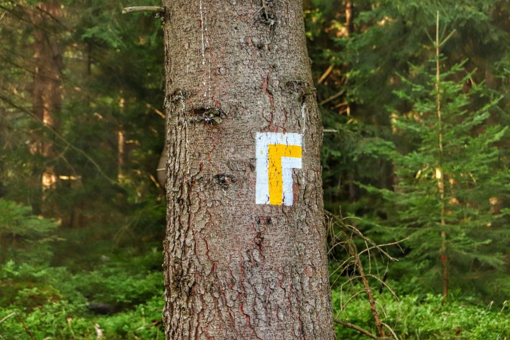Oznaczenie na drzewie - skręt szlaku żółtego w prawo