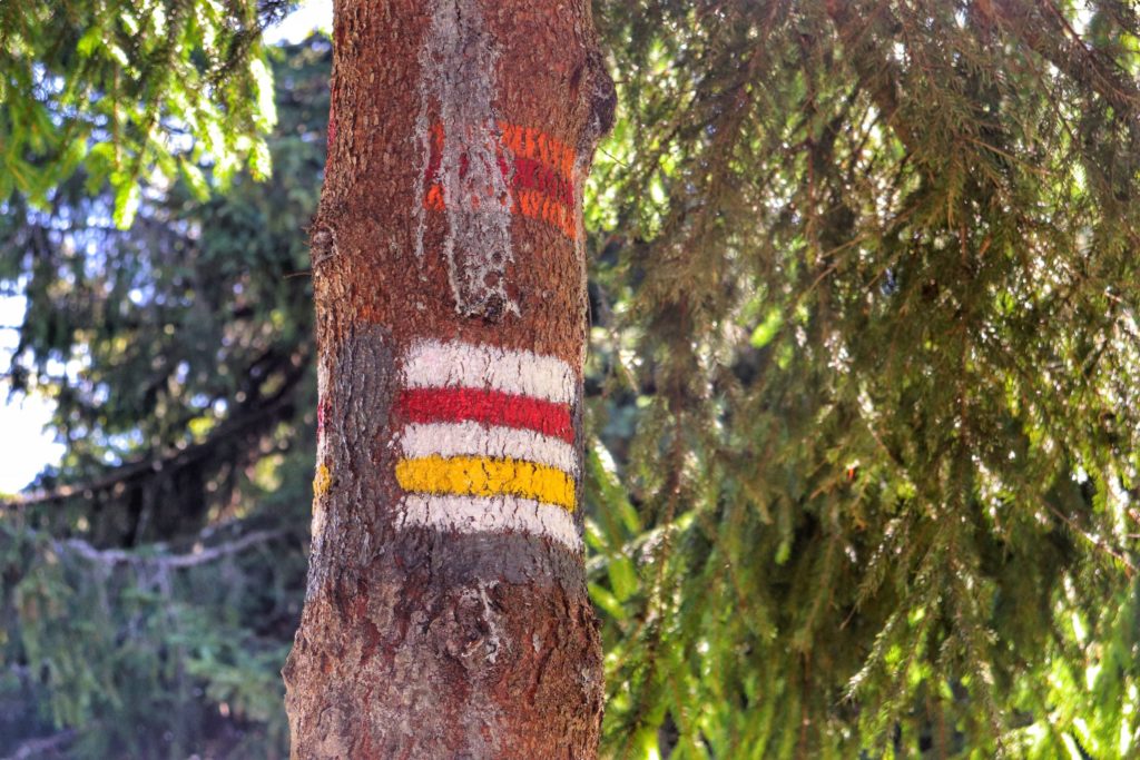 Oznaczenie szlaku czerwonego oraz żółtego na drzewie