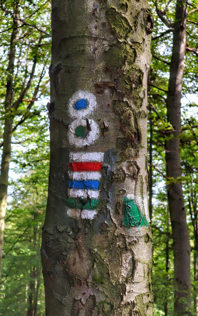 Rozdroże pod Makowicą, drzewo z oznaczeniem szlaku czerwonego, niebieskiego i zielonego