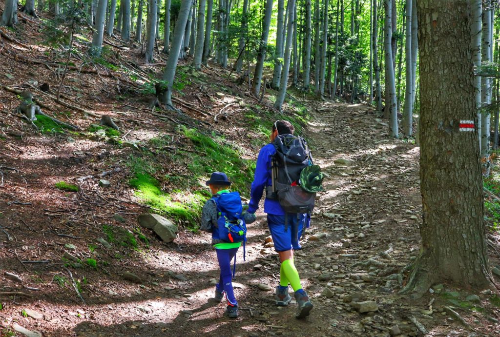 Turysta wędrujący z dzieckiem leśną ścieżką - czerwony szlak na Halę Łabowską