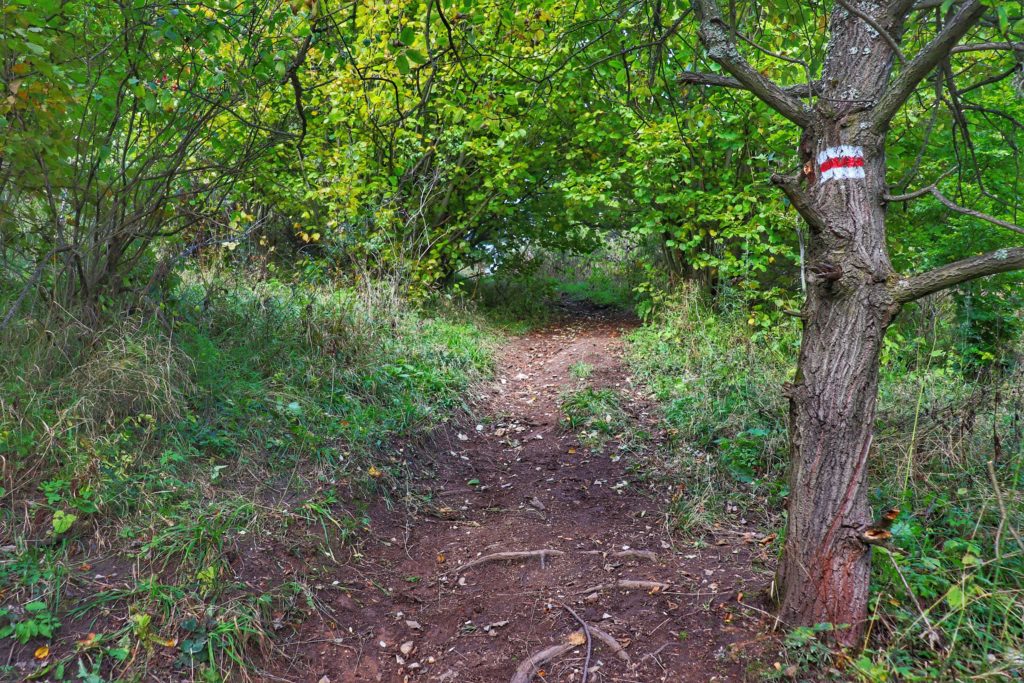 Ścieżka leśna na czerwonym szlaku w Pieninach