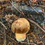 Grzyb borowik