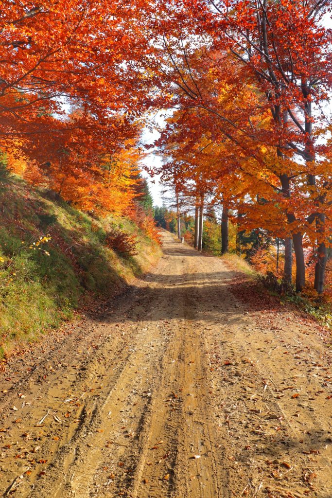 Droga w Beskidzie Śląskim, jesień