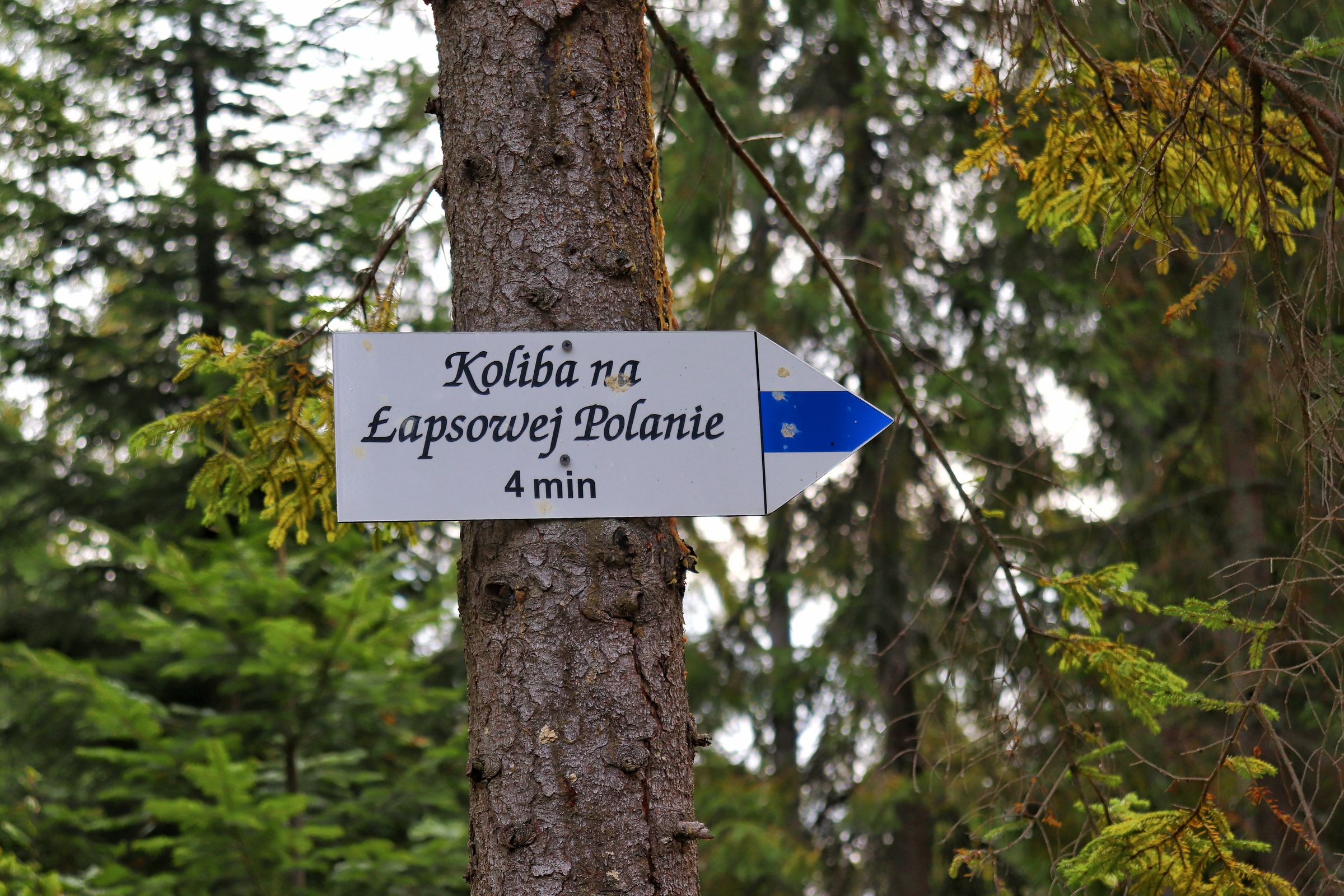 Schronisko na Łapsowej Polanie szlak z Obidowej