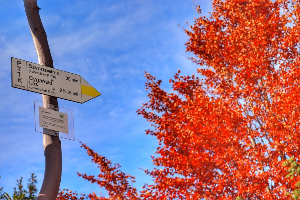Drogowskaz w kształcie strzałki na szczycie Klimczok - szlak żółty 30 minut do schroniska na Szyndzielni, jesienne drzewo