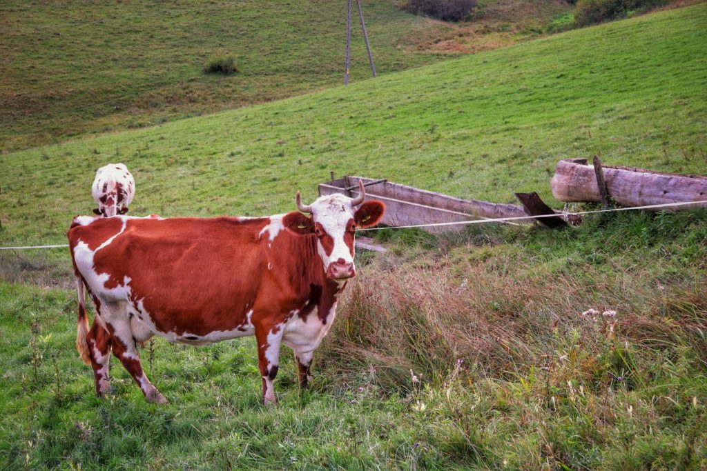 Krowa, pole, Wieś Dursztyn, październikowe popołudnie