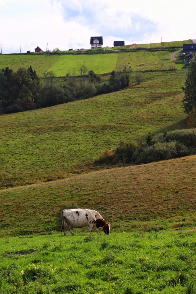 Krowa, pole, wieś Dursztyn