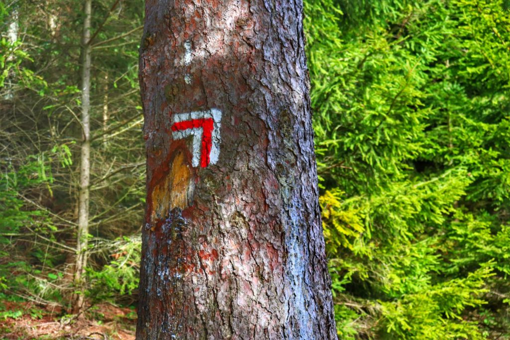 Oznaczenie na drzewie skrętu szlaku czerwonego w lewo, Dursztyn