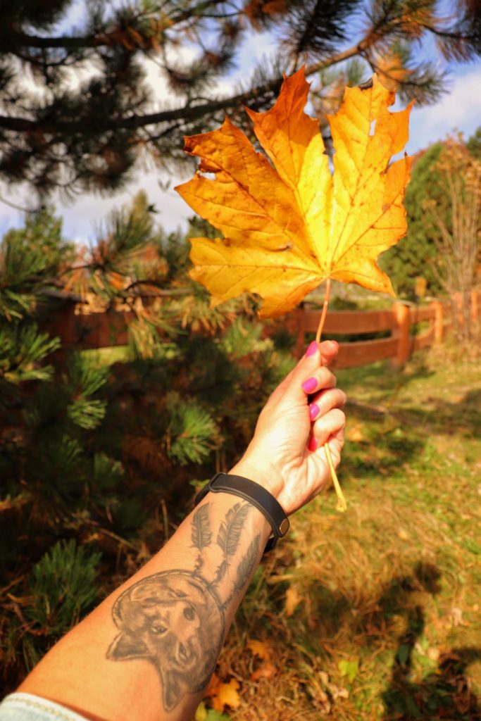 Ręka kobiety trzymająca jesienny, żółty liść