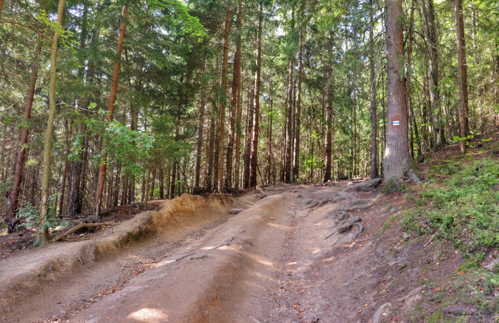 Szeroka droga prowadząca przez las, niebieski szlak idący do tarasu widokowego - Złoty Widok