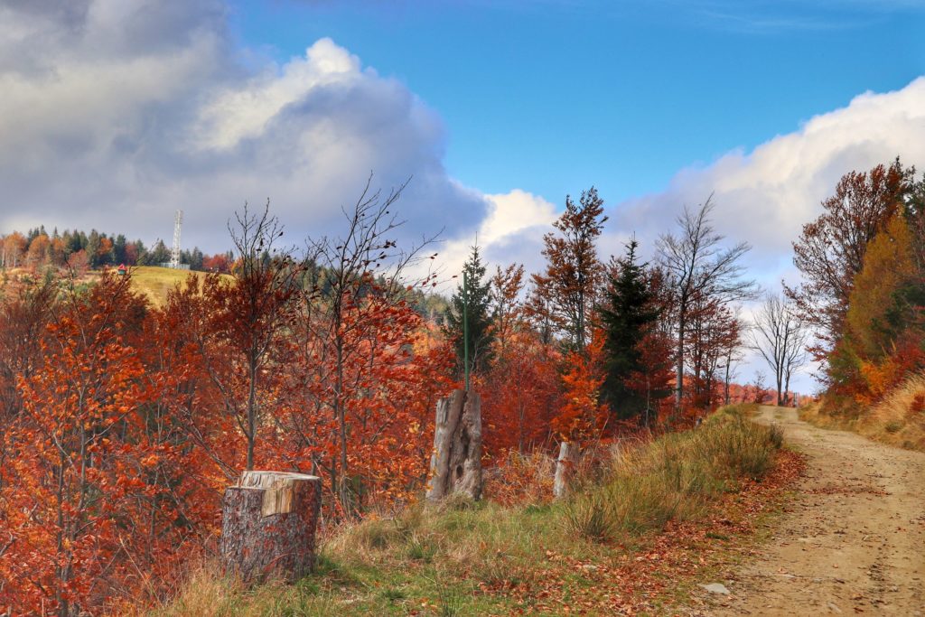 Szeroka droga - szlak zielony na Klimczok, w oddali widoczny nadajnik na Klimczoku, jesienna sceneria