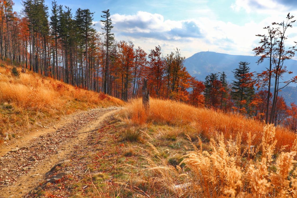Szlak niebieski idący ze szczytu Klimczok w Beskidzie Śląskim w kierunku Szczyrku, szeroka droga z widokiem na Skrzyczne, jesień