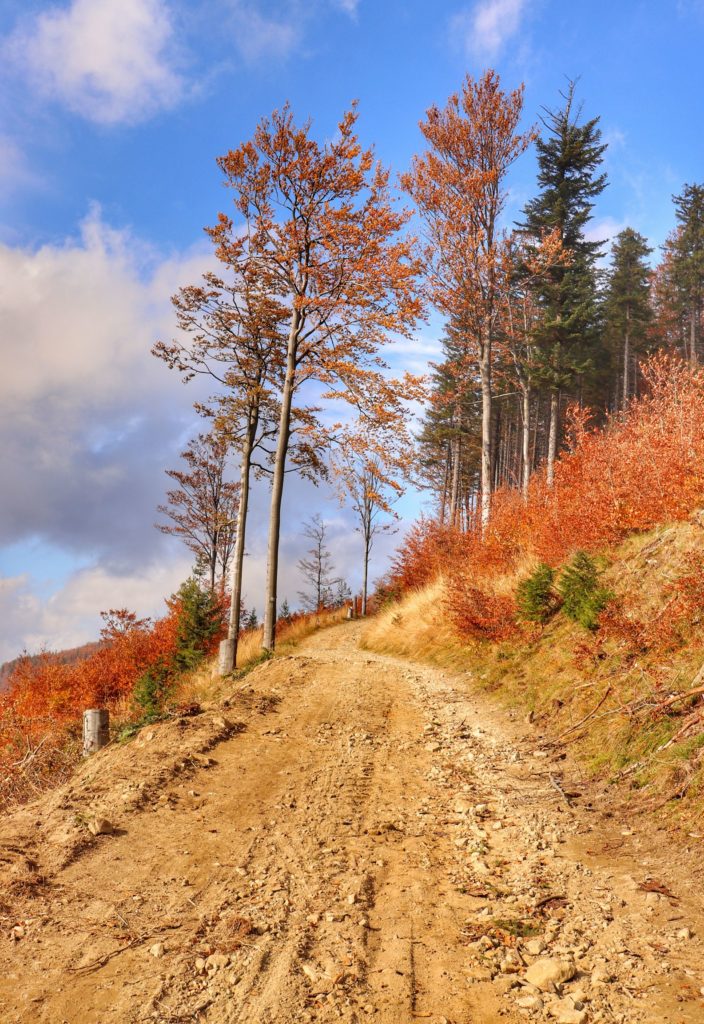 Szlak niebieski na Klimczok, szeroka droga pnąca się w górę, drzewa, jesienne barwy